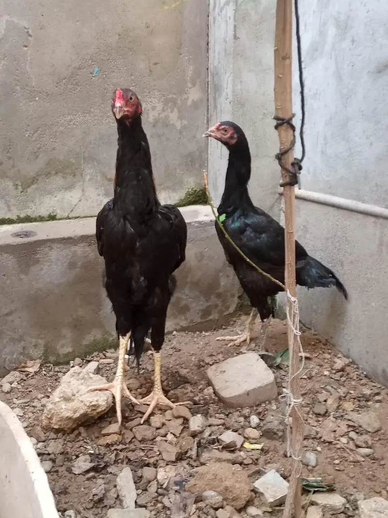 active and heathy pair aseel — photo 11