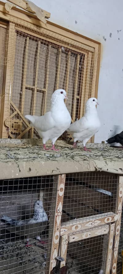 king fancy pair