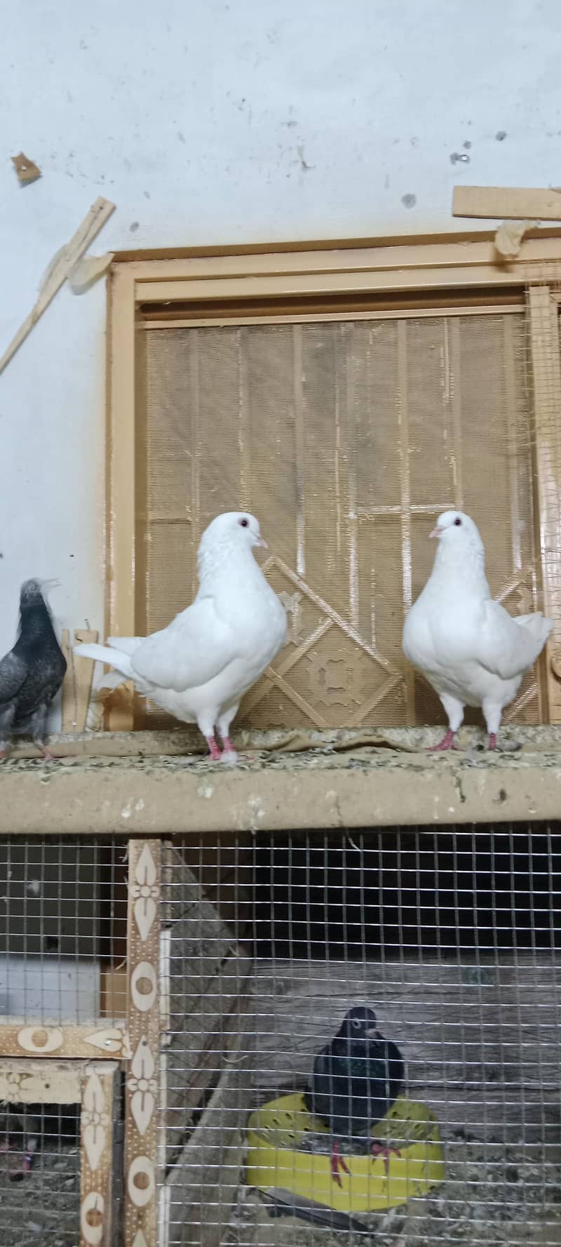 king fancy pair 1