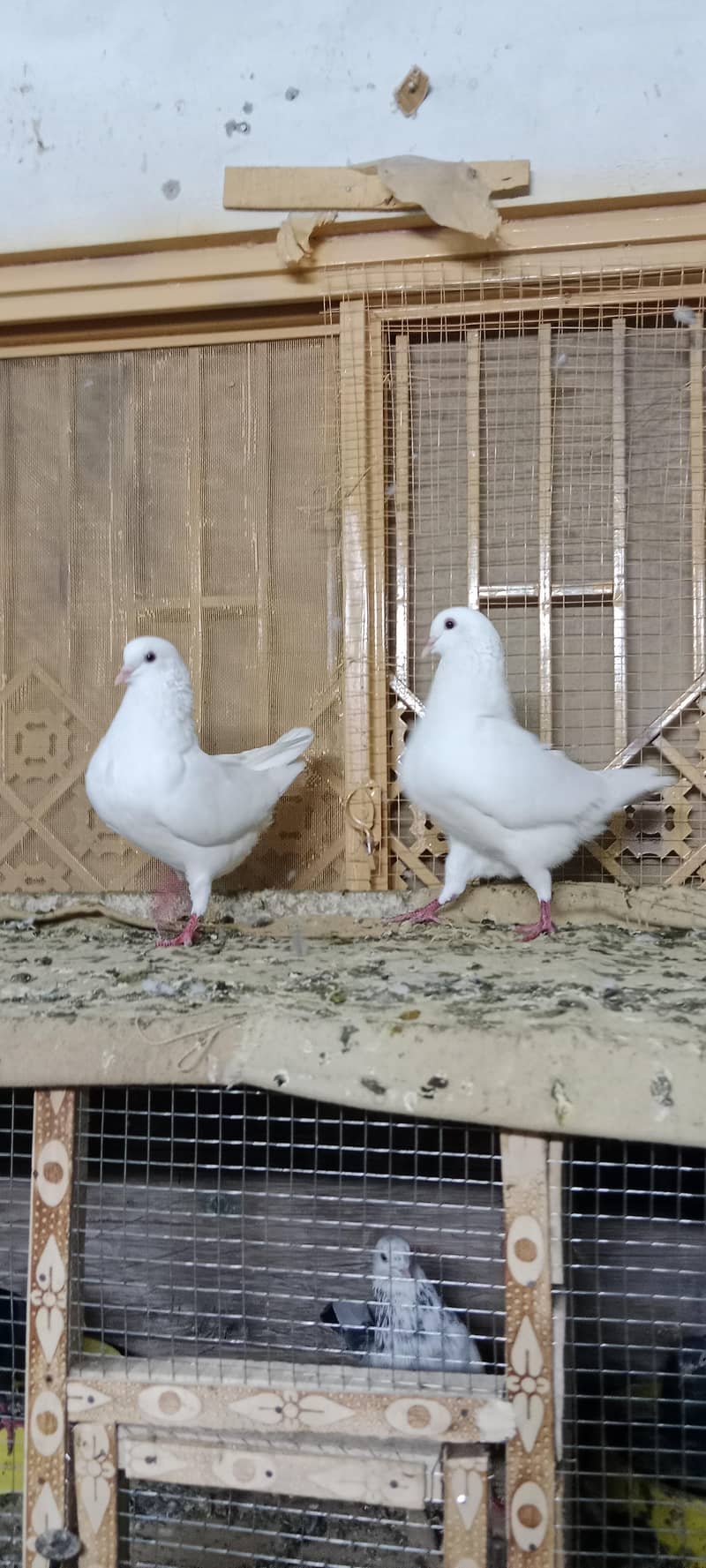 king fancy pair 2
