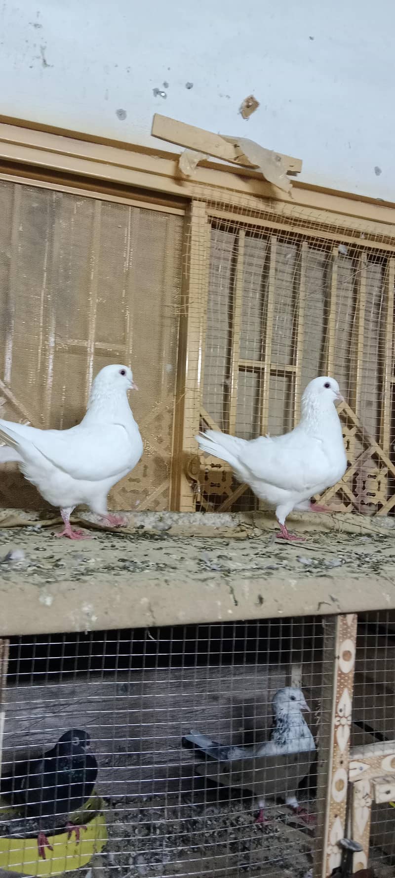 king fancy pair 3