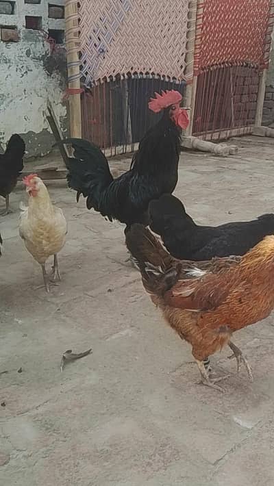 austerlop murga or asterlop murgia andy deny wali golden misri  murgia