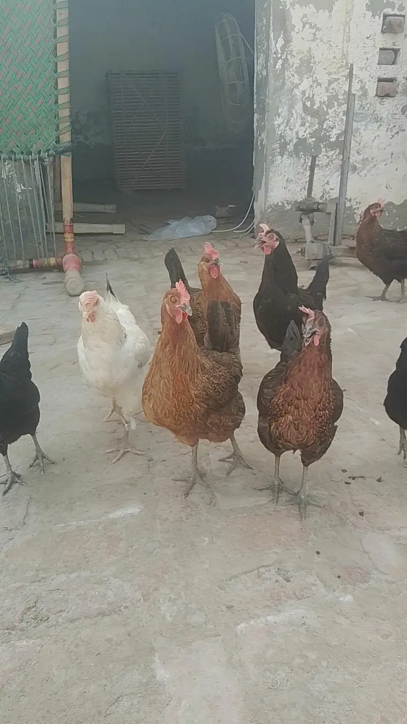 austerlop murga or asterlop murgia andy deny wali golden misri  murgia — photo 2