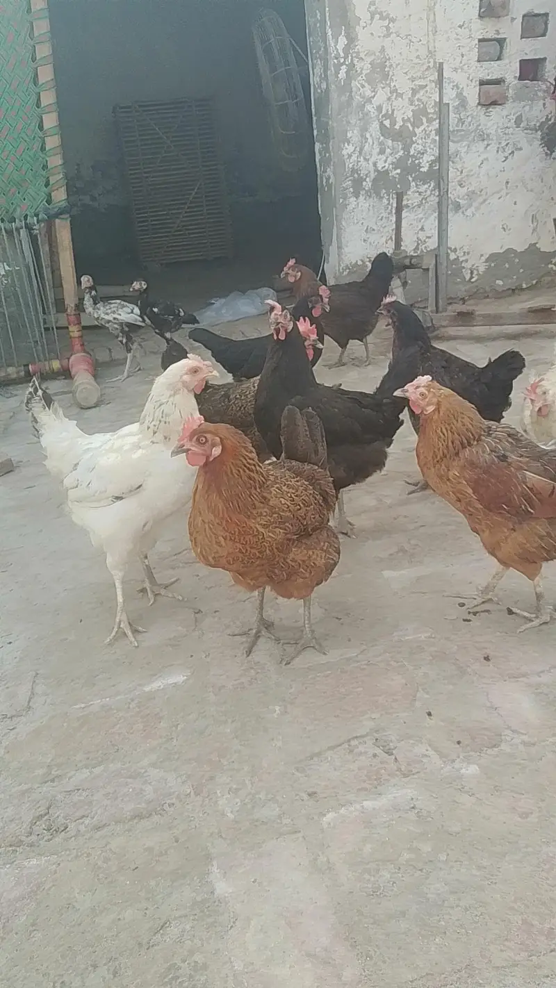 austerlop murga or asterlop murgia andy deny wali golden misri  murgia — photo 3