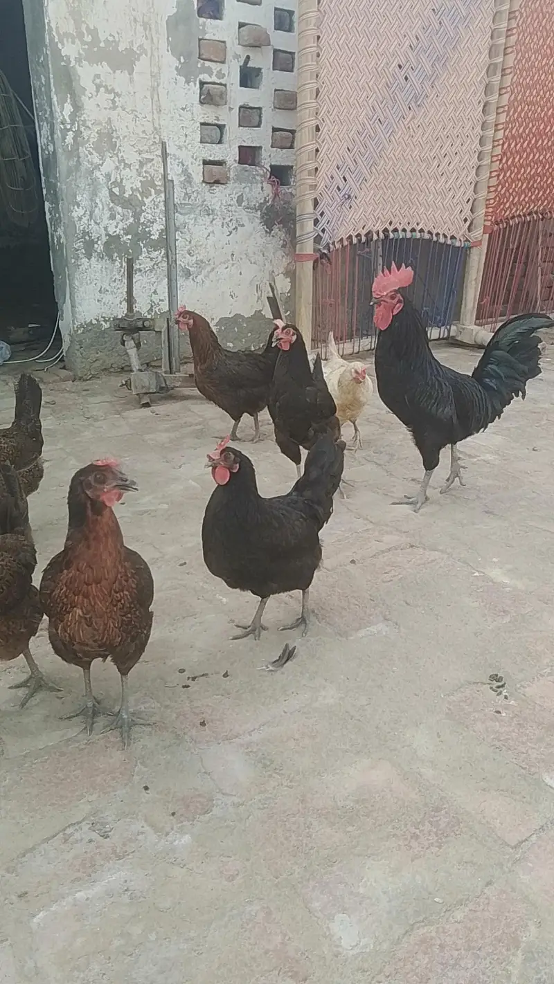 austerlop murga or asterlop murgia andy deny wali golden misri  murgia — photo 4