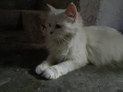Persian cat for adoption