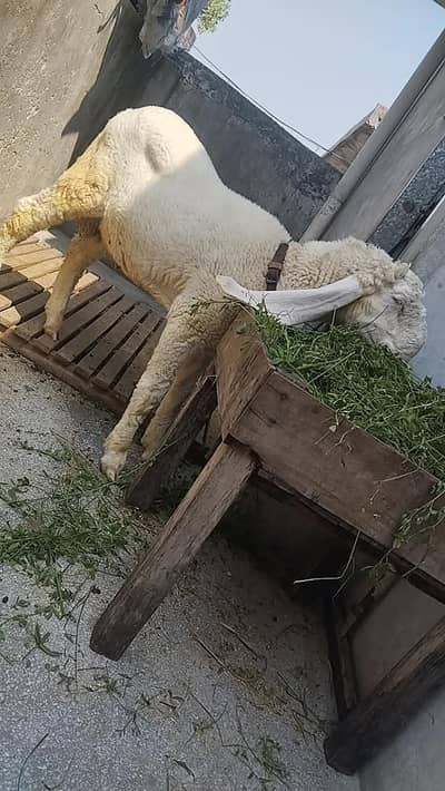 pure kaka kajla