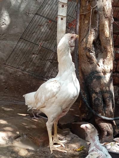 white aseel