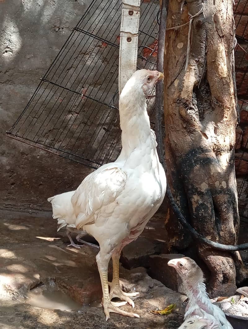 white aseel 0