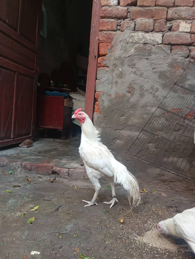 white aseel 1