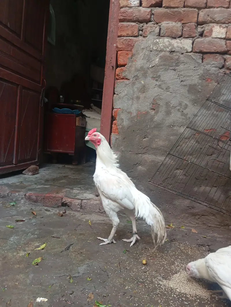 white aseel — photo 2