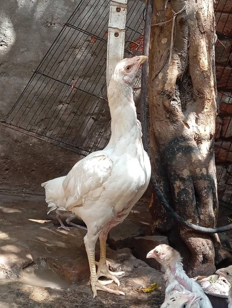 white aseel 4