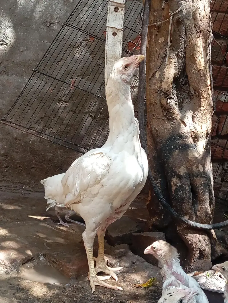 white aseel — photo 5
