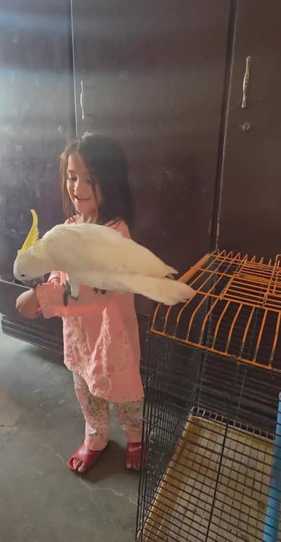 triton cockatoo fully hand tamed
