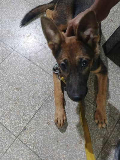 Dog female