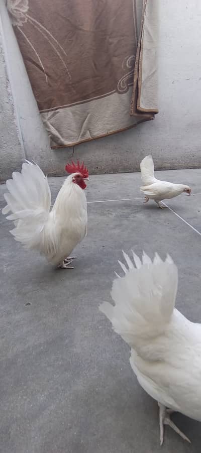 White Japanese eggs