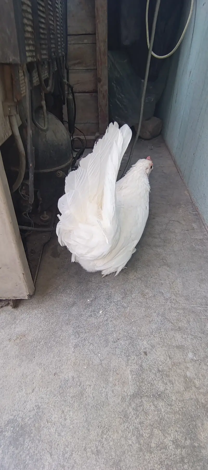 White Japanese eggs — photo 3