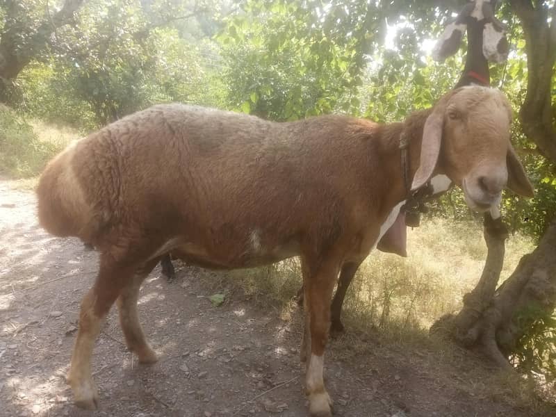 Afghani sheep 0