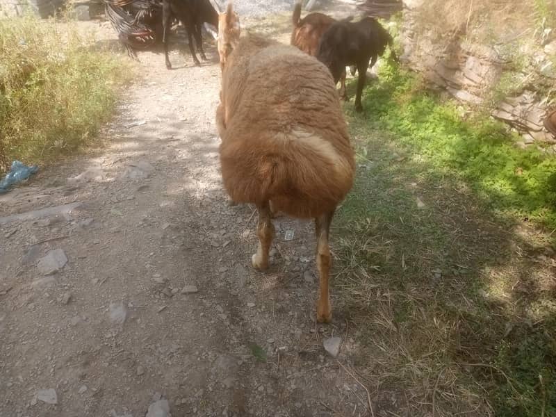 Afghani sheep 1