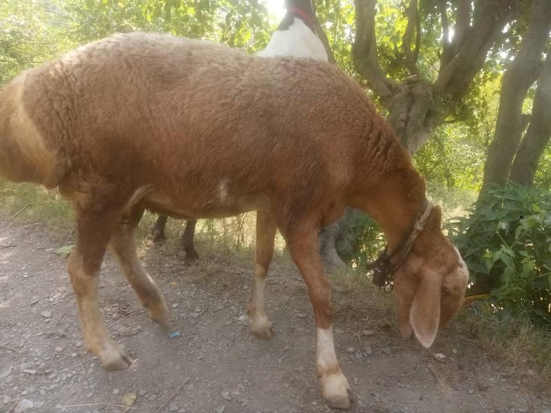 Afghani sheep 2