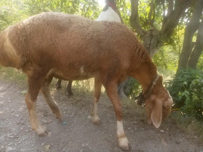 Afghani sheep — photo 3