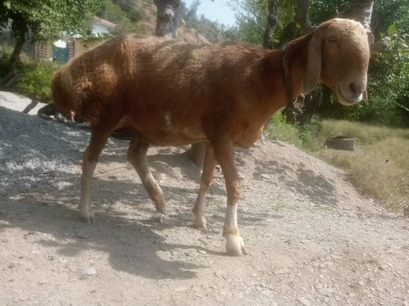 Afghani sheep 3