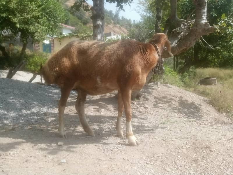 Afghani sheep 4