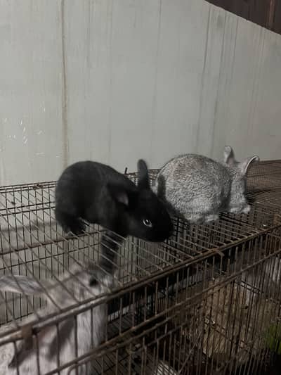 Grey + White Red Eyes Flemish Rabbits + 4 Litters