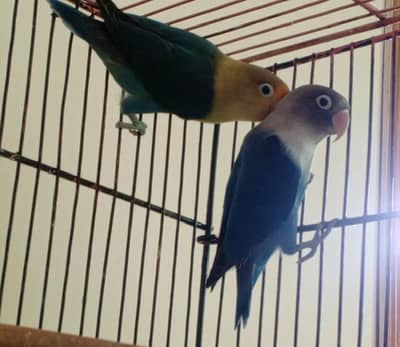 Lovebirds piece/ Albino red eye/ parblue split ino / blue personata