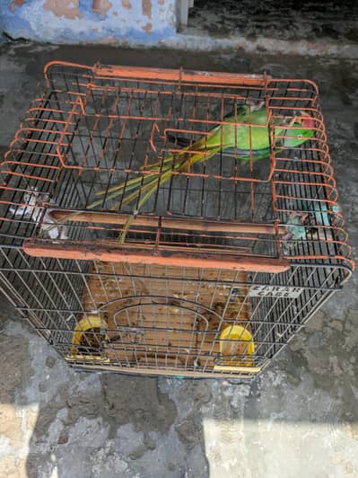 raw parrot