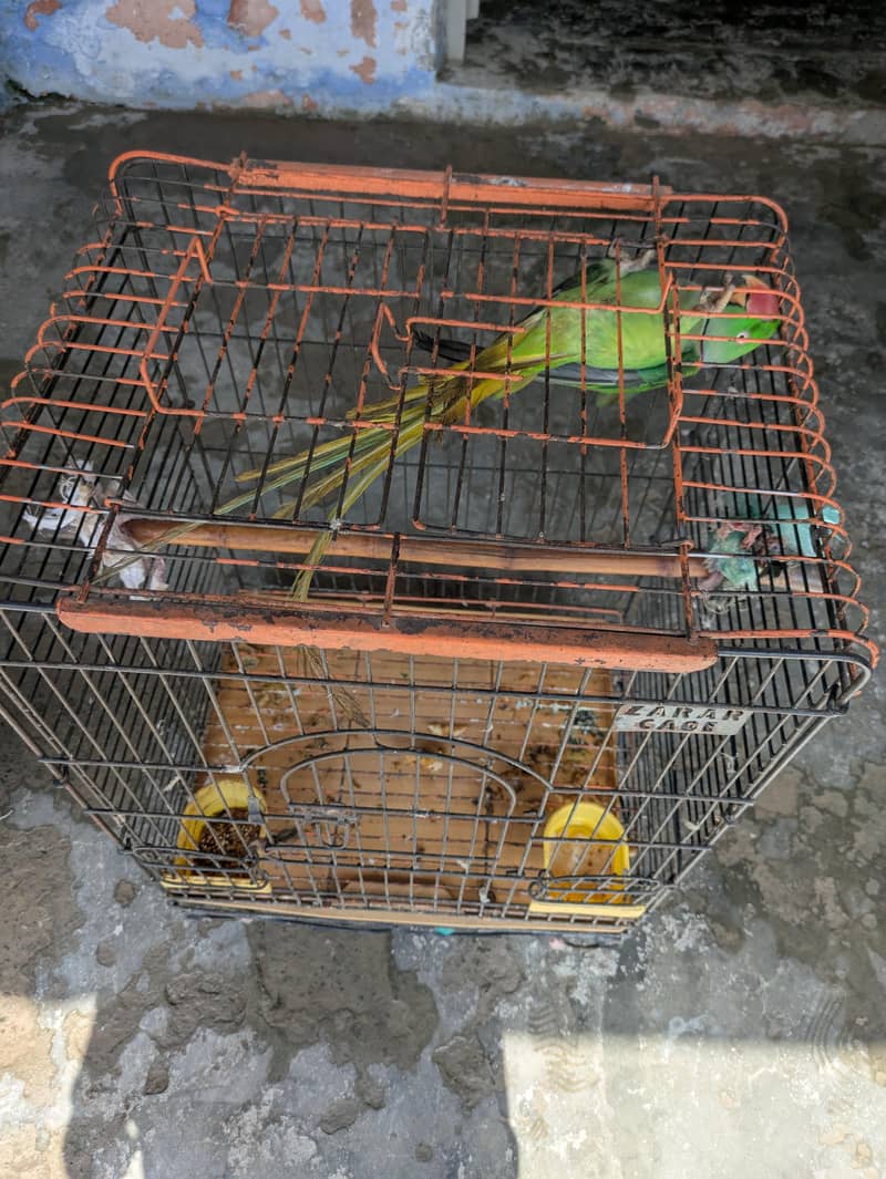 raw parrot 0