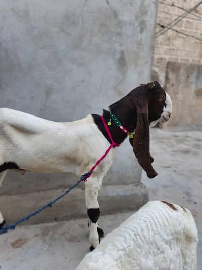 Top Quality Goat For Sale