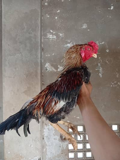 3 murgay 1 (pure aseel) 1 (cross breed) 1 (desi/misri)