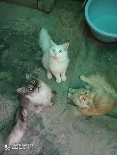 Cat for Sale