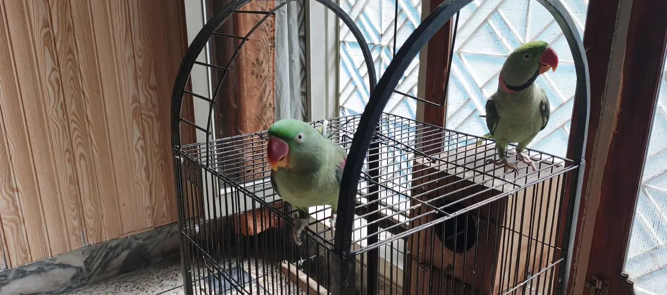 BREEDER RAW PAIR — photo 4