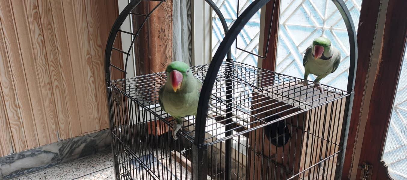BREEDER RAW PAIR 4