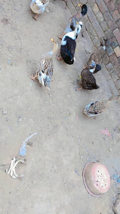 Khaki kambel and mix desi duck's