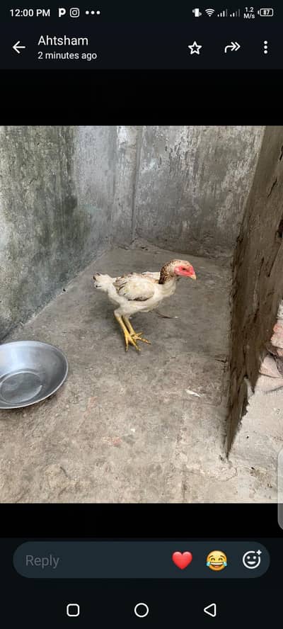 breeder hens shamo ready for eggs top quality white female killo wali