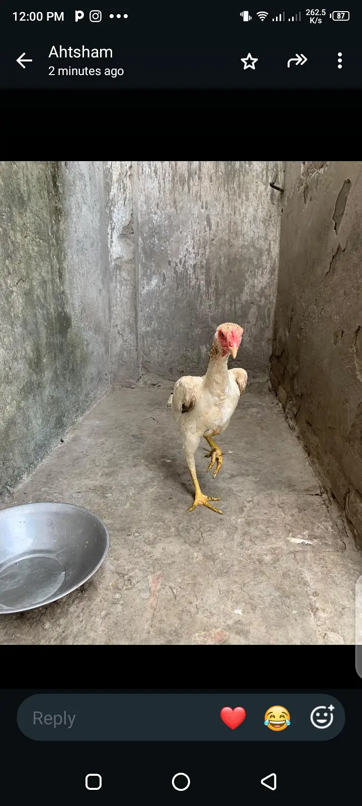 breeder hens shamo ready for eggs top quality white female killo wali — photo 2