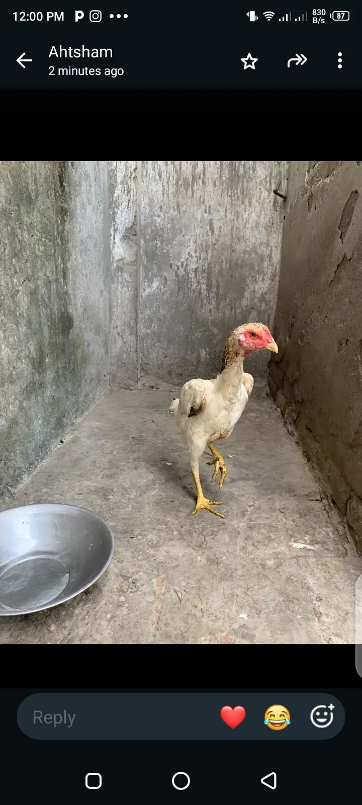 breeder hens shamo ready for eggs top quality white female killo wali — photo 3