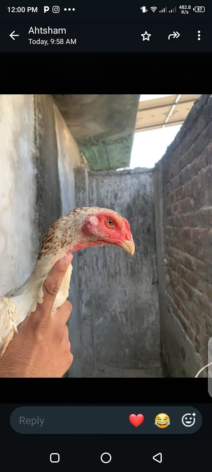 breeder hens shamo ready for eggs top quality white female killo wali — photo 4