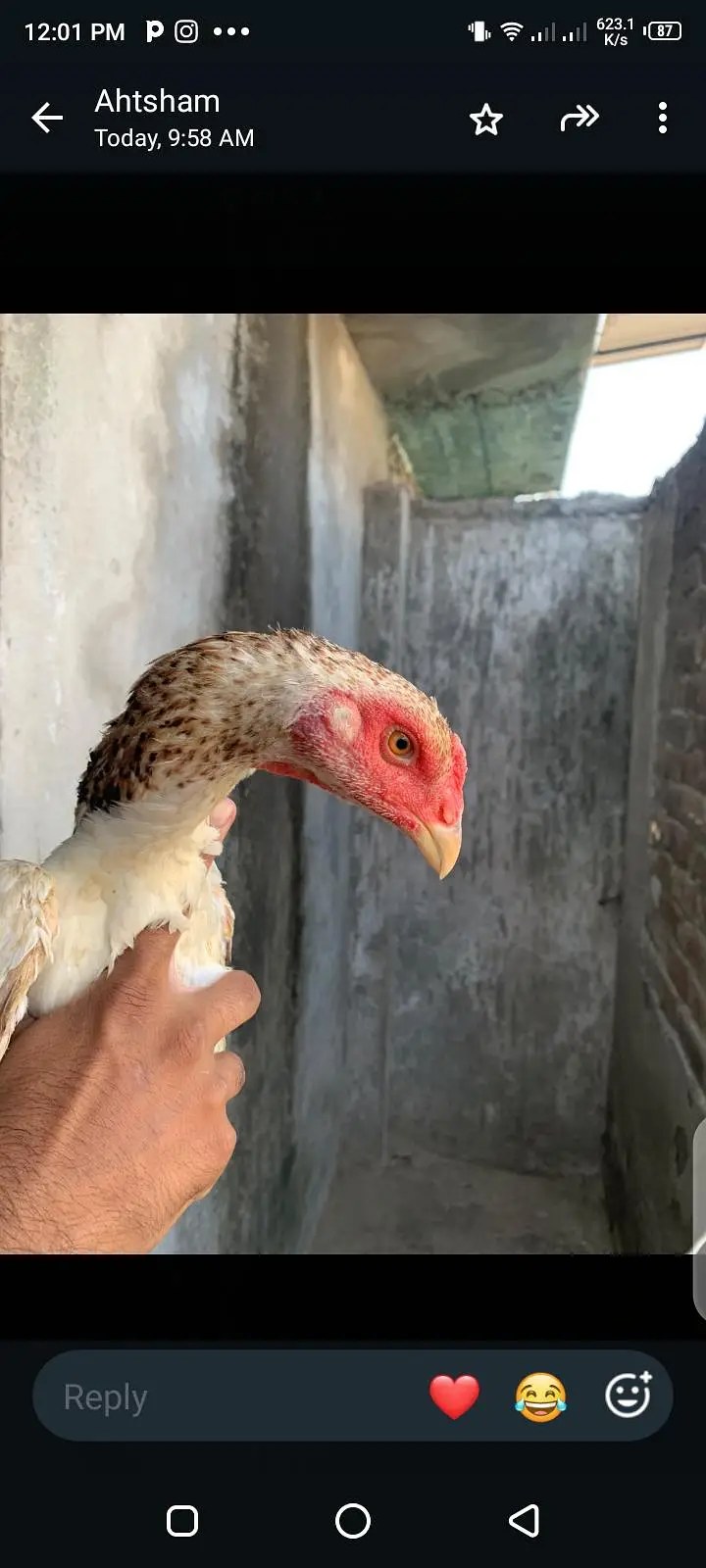 breeder hens shamo ready for eggs top quality white female killo wali — photo 5