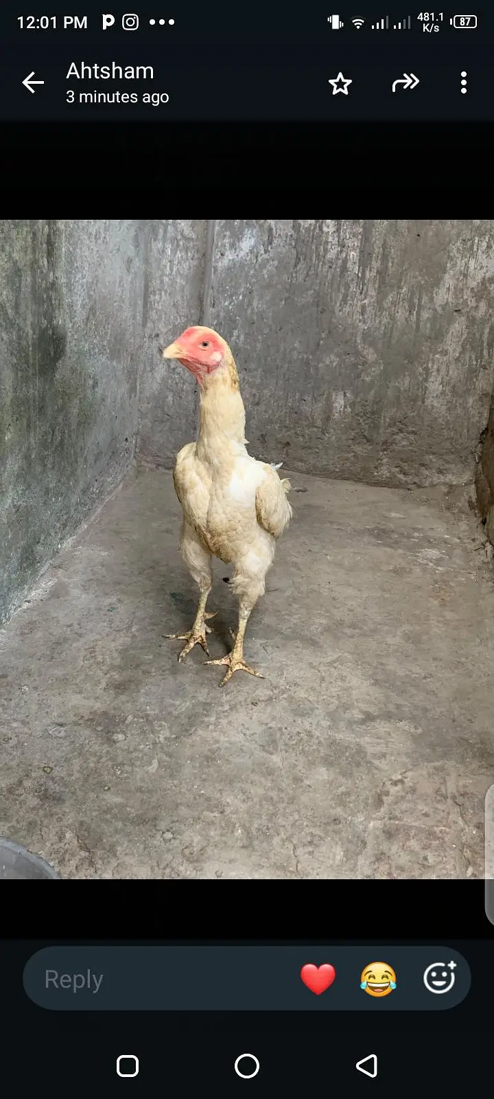 breeder hens shamo ready for eggs top quality white female killo wali — photo 6