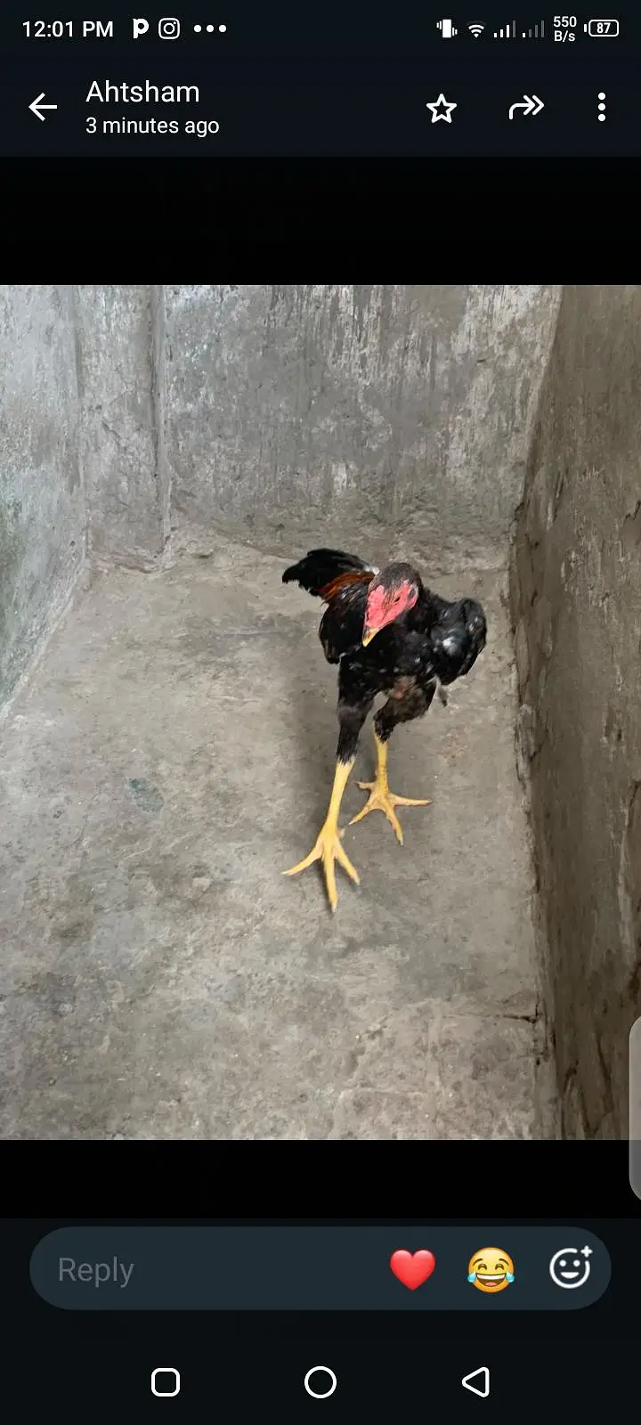 breeder hens shamo ready for eggs top quality white female killo wali — photo 7