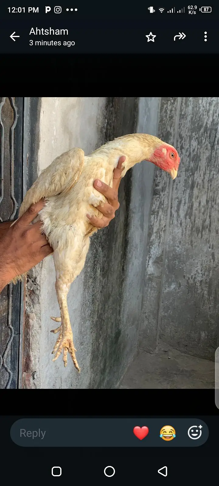 breeder hens shamo ready for eggs top quality white female killo wali — photo 8