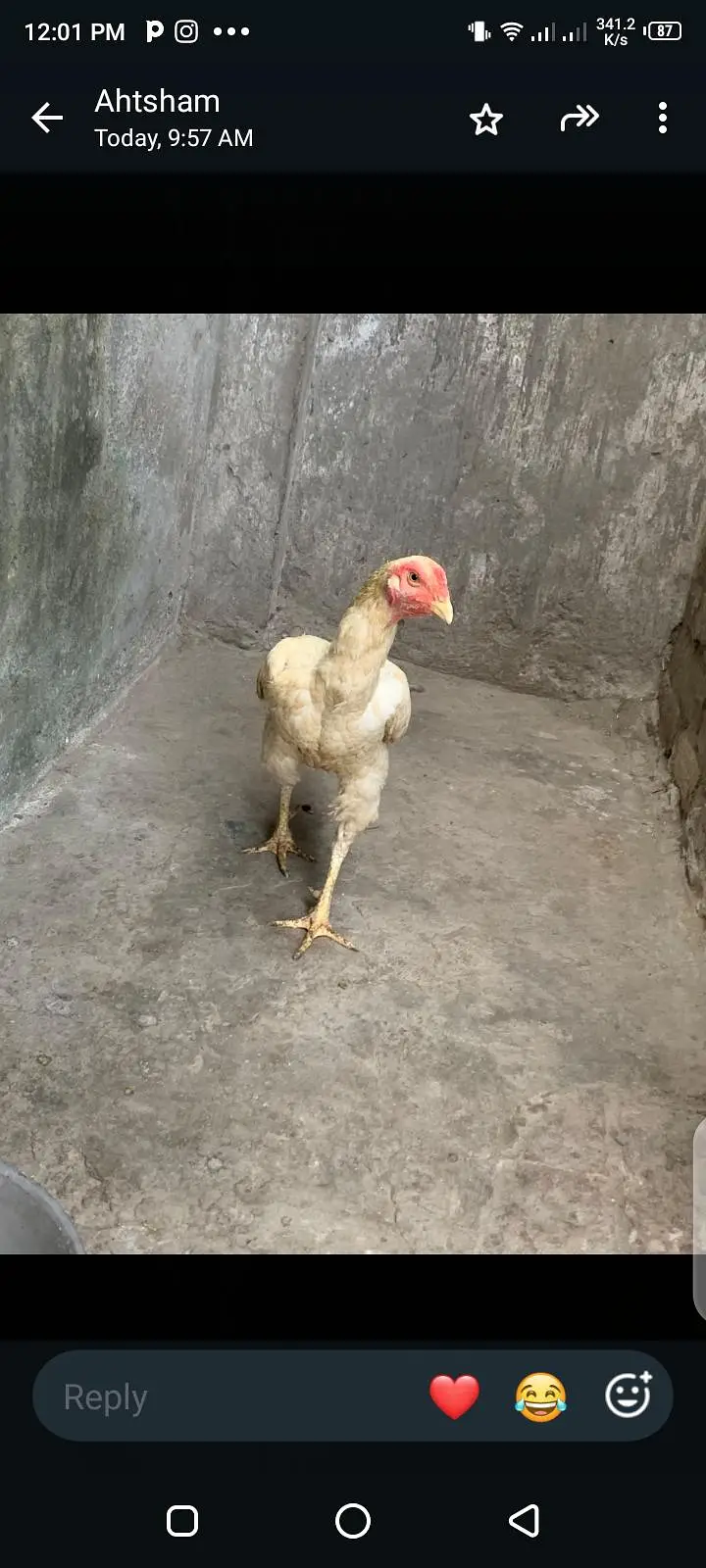 breeder hens shamo ready for eggs top quality white female killo wali — photo 9