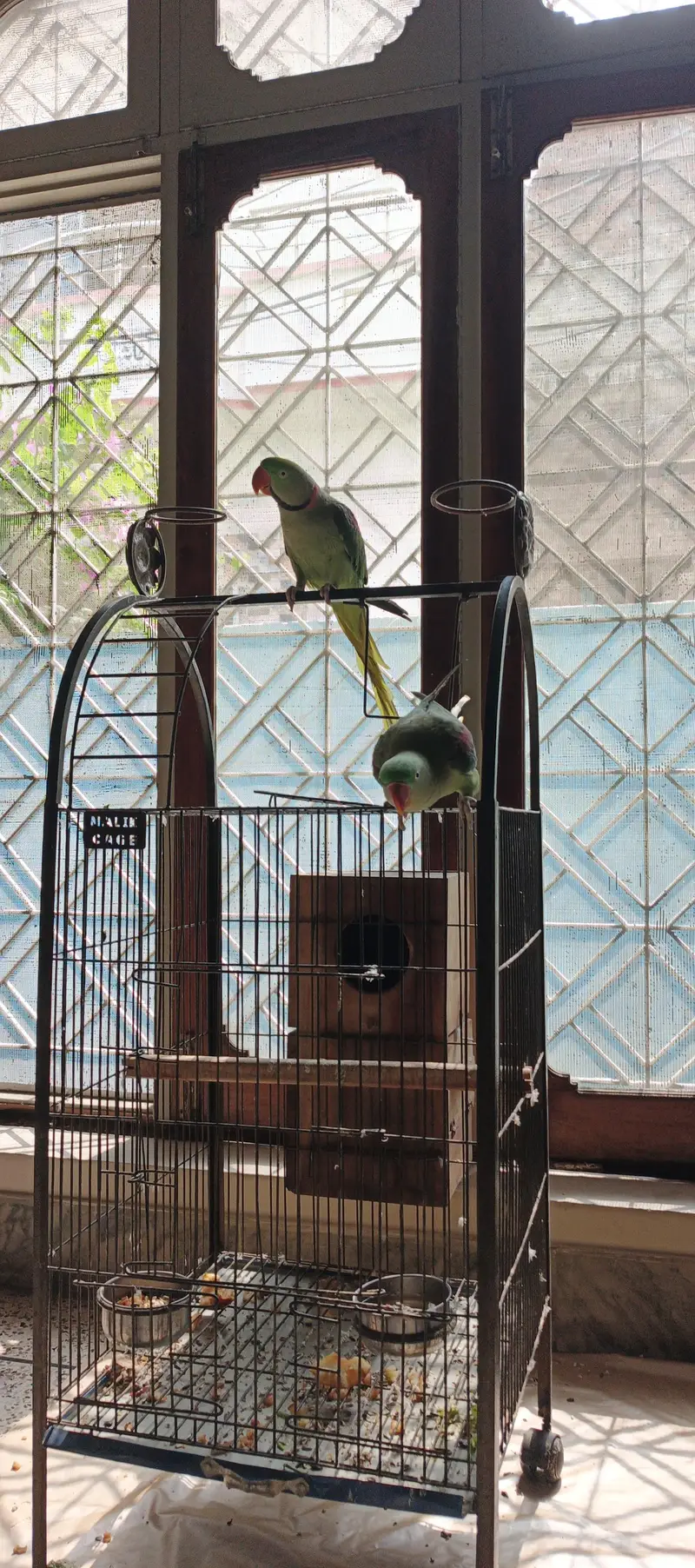 BREEDER RAW PAIR — photo 6