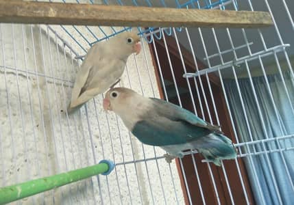 Beautiful Blue & Pastel Lovebird Pair | Healthy | Active | Together