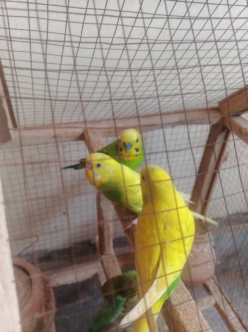 Good Parrot 0