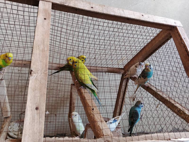 Good Parrot 1